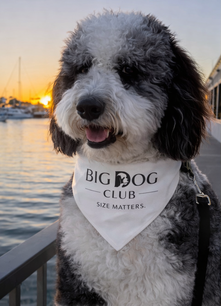 Big Dog Club Bandana Collar — "Size Matters" Pet Bandana